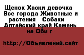 Щенок Хаски девочка - Все города Животные и растения » Собаки   . Алтайский край,Камень-на-Оби г.